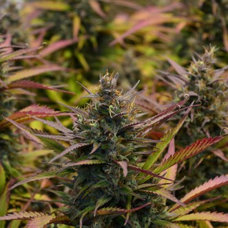 Auto Gorilla Strawberry Feminised Silver