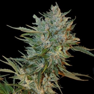 Семена конопли Auto Haze GOM Feminised Silver