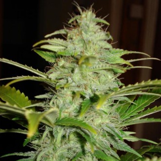 Насіння конопель Auto Hindu Kush Feminised Silver