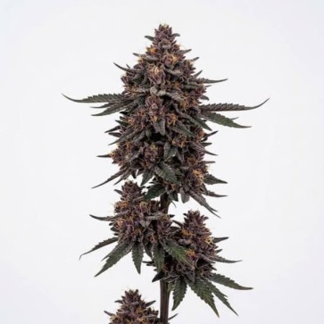 Auto Jokerz Feminised Silver