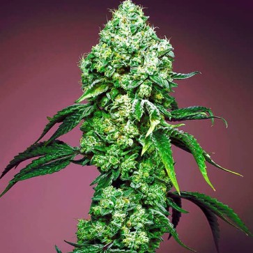 Errors Seeds Silver Auto Feminised Auto Mandarine Zkittlez Feminised Silver