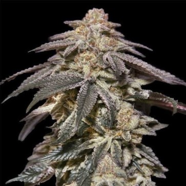 Auto Oreoz Feminised Silver