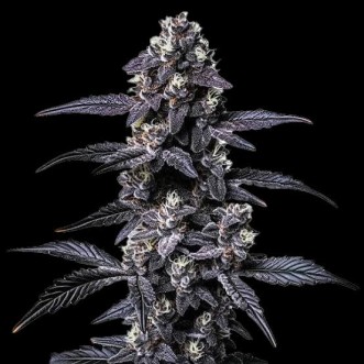 Auto Zoap Feminised Silver