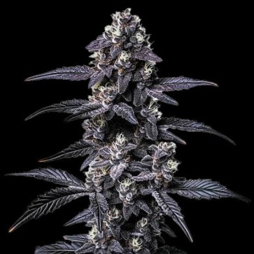 Auto Zoap Feminised Silver