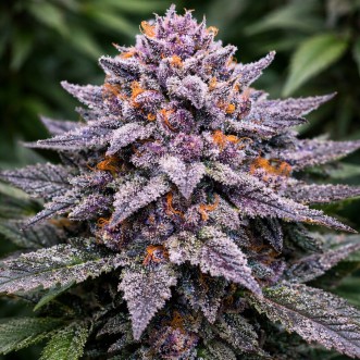 Семена конопли Frozen Black Cherry Feminised Silver
