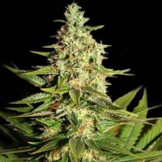 Семена конопли G13 Skunk Feminised Silver