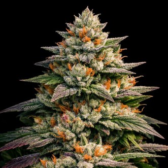 High Mars Feminised Silver