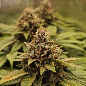 White Widow XXL Feminised Silver