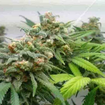 покупка семян марихуаны отзывы