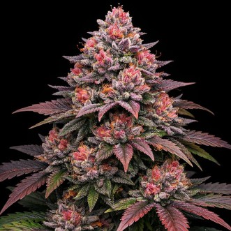 Strawberry Cola Sherbet Feminised Silver cannabis seeds