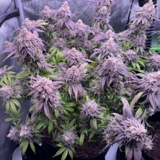 Насіння Booberry Cookies RBX Feminised