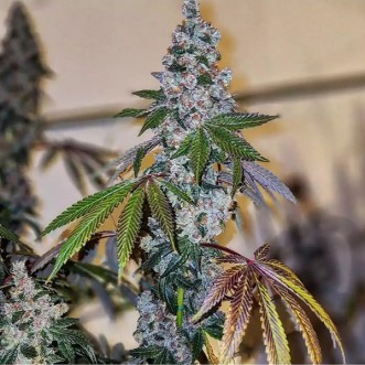 Насіння Cherry Pie OG S1 Feminised