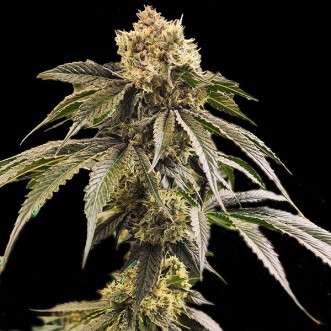 Насіння Dirty Banana GEN1 Feminised