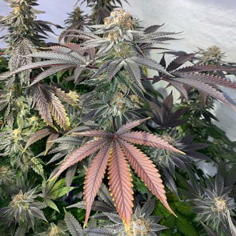 Насіння Grape Diamonds R2 Feminised