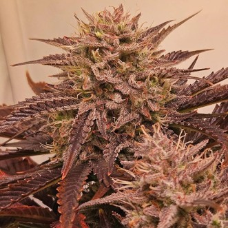 Насіння Auto Lemon Cherry Gelato R3 Feminised