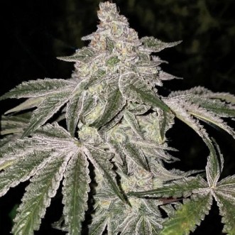 Насіння Lemon Cherry Pie R1 Feminised