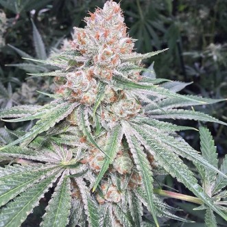 Насіння Lilac Diesel RBX2 Feminised