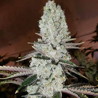 Насіння Mandarin Cookies R3 Feminised