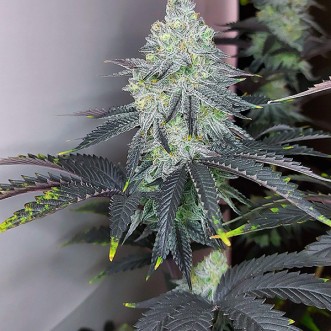 Насіння Mandarin Zkittlez R1 Feminised