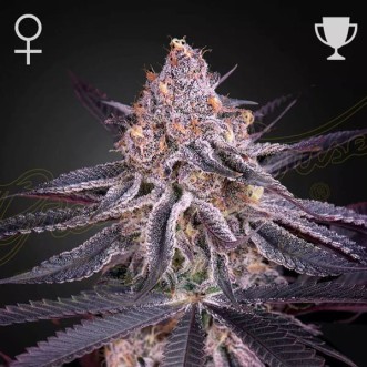 Auto King's Juice Feminised seeds