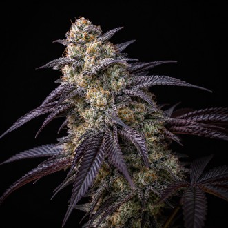 Насіння King's Juice Feminised Green House Seeds