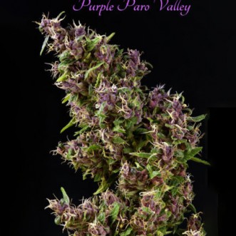 Семена конопли Purple Paro Valley Feminised