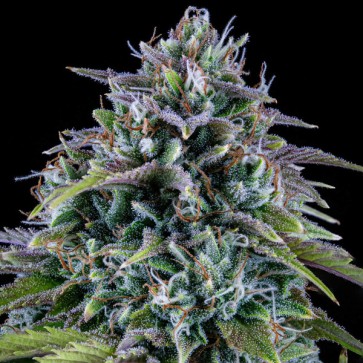 Auto 24 Carat Feminised Mephisto Genetics