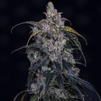 Auto 3 Bears OG Feminised Mephisto Genetics