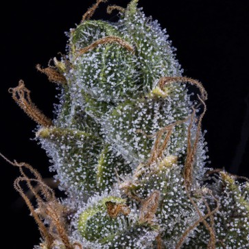 Насіння Auto 3 Bears OG Feminised Mephisto Genetics