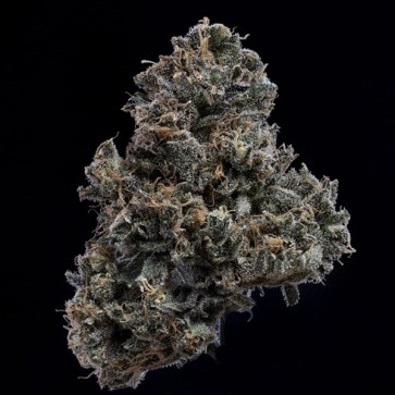 Насіння Auto 3 Bears OG Feminised Mephisto Genetics