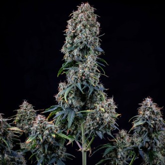 Auto Alien vs Triangle Feminised Mephisto Genetics