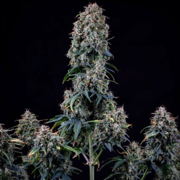 Насіння Auto Alien vs Triangle Feminised Mephisto Genetics