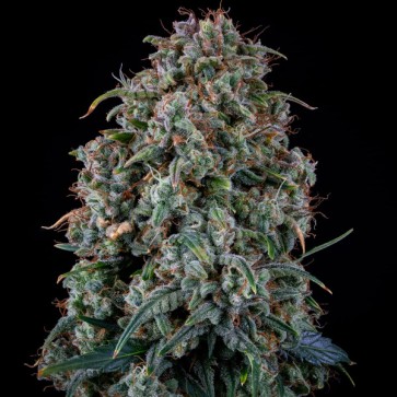 Насіння Auto Alien vs Triangle Feminised Mephisto Genetics