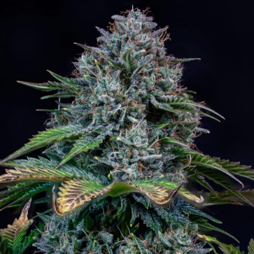 Насіння Auto Creme de la Chem Feminised Mephisto Genetics