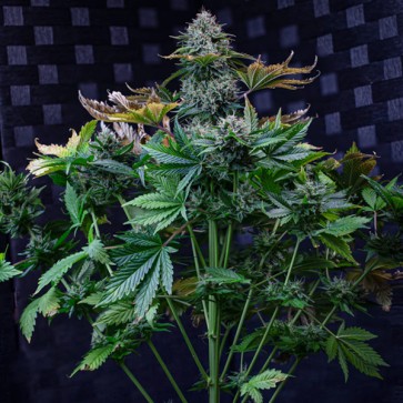 Насіння Auto Creme de la Chem Feminised Mephisto Genetics