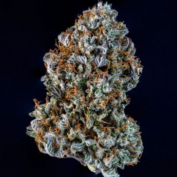 Насіння Auto Creme de la Chem Feminised Mephisto Genetics