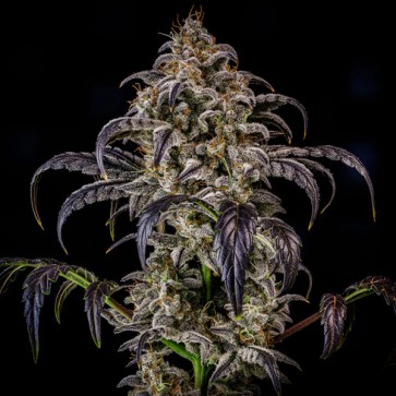 Насіння Auto Double Grape Feminised Mephisto Genetics