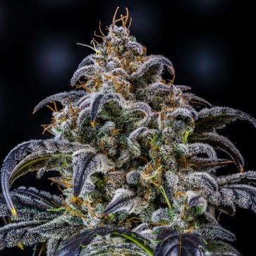 Насіння Auto Double Grape Feminised Mephisto Genetics