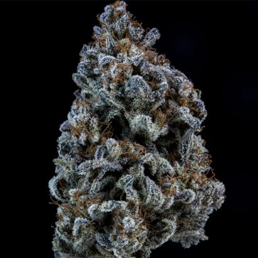 Насіння Auto Double Grape Feminised Mephisto Genetics