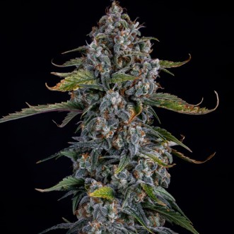 Auto Forum Stomper Feminised Mephisto Genetics