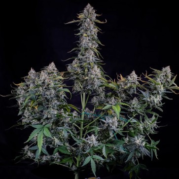 Насіння Auto Forum Stomper Feminised Mephisto Genetics