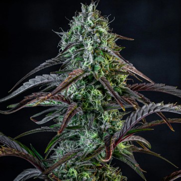 Насіння Auto Iced'n'Baked Feminised Mephisto Genetics