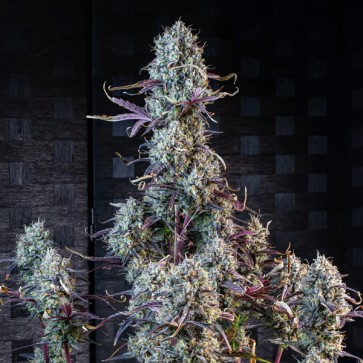 Насіння Auto Iced'n'Baked Feminised Mephisto Genetics