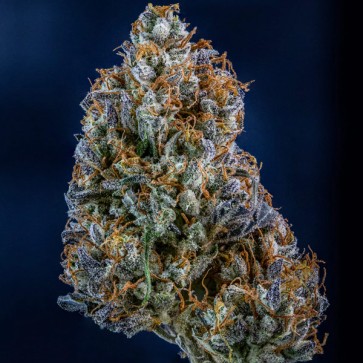Насіння Auto Iced'n'Baked Feminised Mephisto Genetics