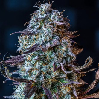 Auto Mephisto's Wedding Feminised Mephisto Genetics