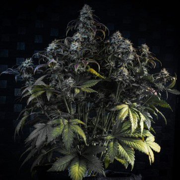 Насіння Auto Mephisto's Wedding Feminised Mephisto Genetics