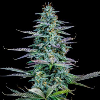 Auto Strawberry Nuggets Feminised Mephisto Genetics