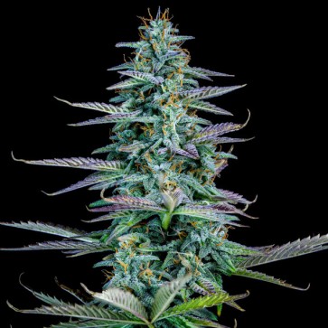 Насіння Auto Strawberry Nuggets Feminised Mephisto Genetics