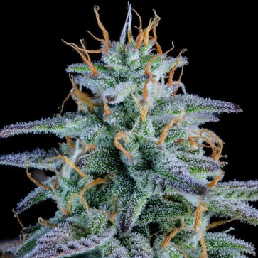 Насіння Auto Strawberry Nuggets Feminised Mephisto Genetics