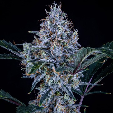 Насіння Auto Sundae Thumper Feminised Mephisto Genetics